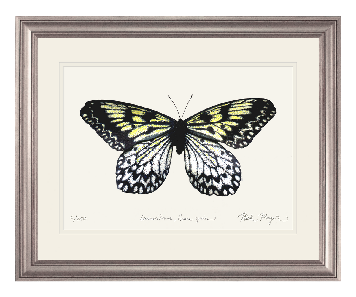 Mangrove Nymph Butterfly Print