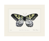 Mangrove Nymph Butterfly Print