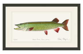 Trophy Muskie Print