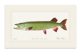 Trophy Muskie Print