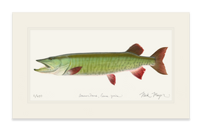 Trophy Muskie Print