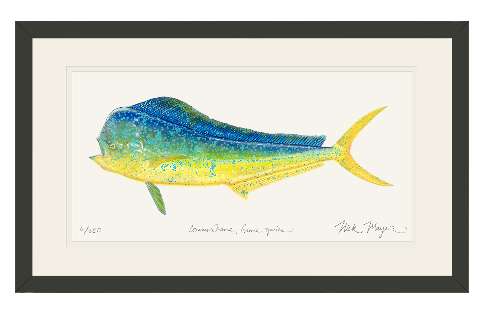 Bull Dorado/ Mahi Limited Edition Print - Best Seller
