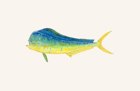 watermark