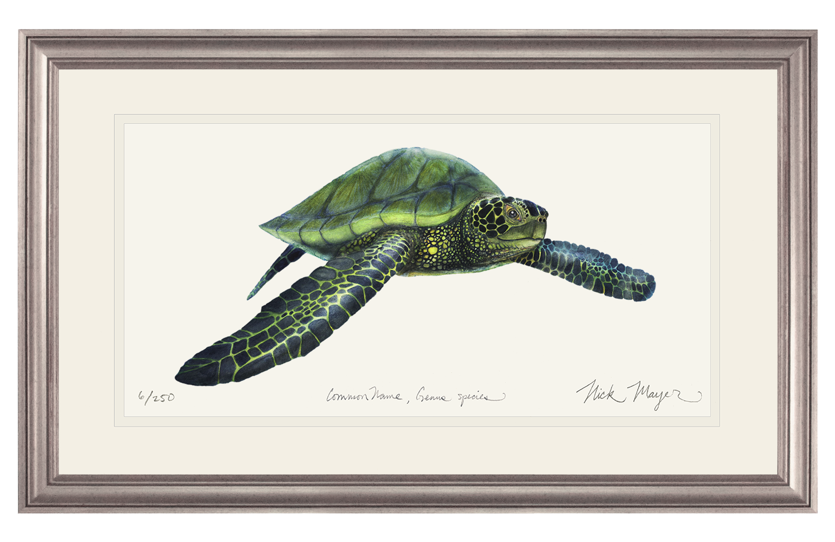 Green Sea Turtle Limited Edition Print