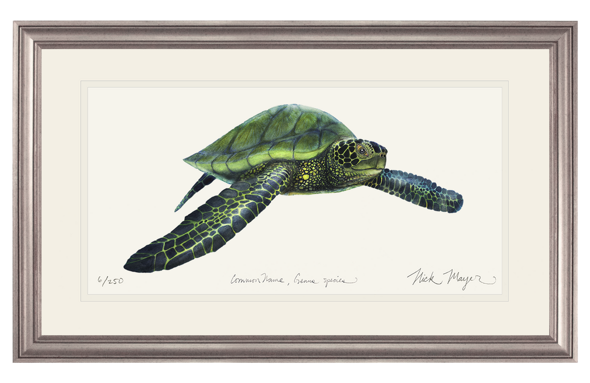 Green Sea Turtle Print
