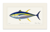 Yellowfin Tuna Print - Best Seller