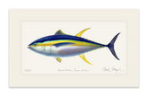 Yellowfin Tuna Print