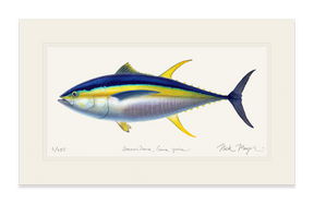 Yellowfin Tuna Print