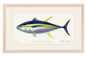 Yellowfin Tuna Print