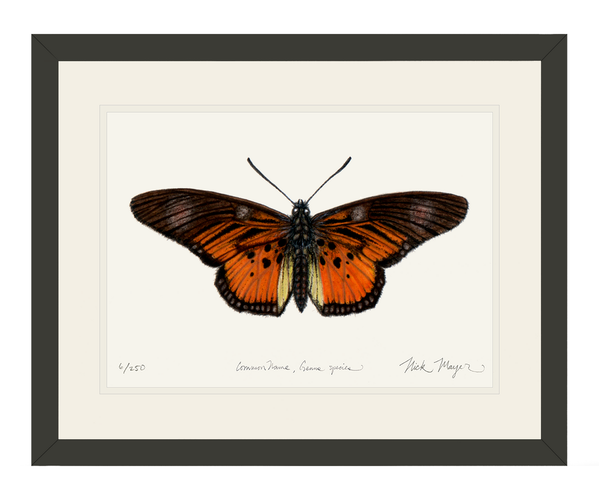 Clark's False Acraea Butterfly Print