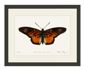 Clark's False Acraea Butterfly Print