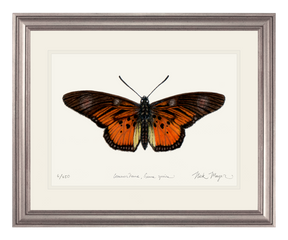 Clark's False Acraea Butterfly Print