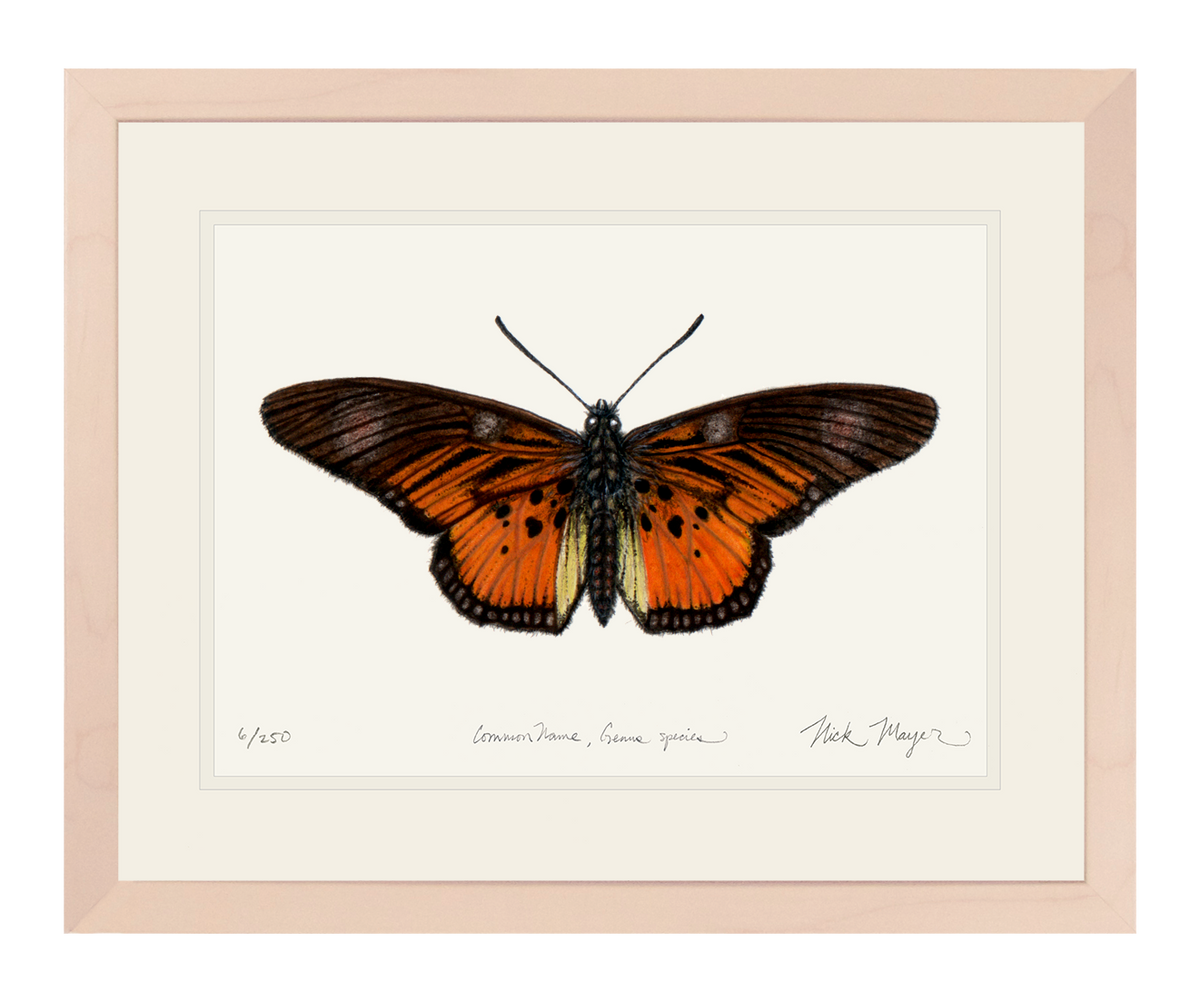 Clark's False Acraea Butterfly Print