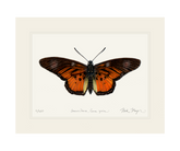 Clark's False Acraea Butterfly Print