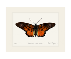 Clark's False Acraea Butterfly Print