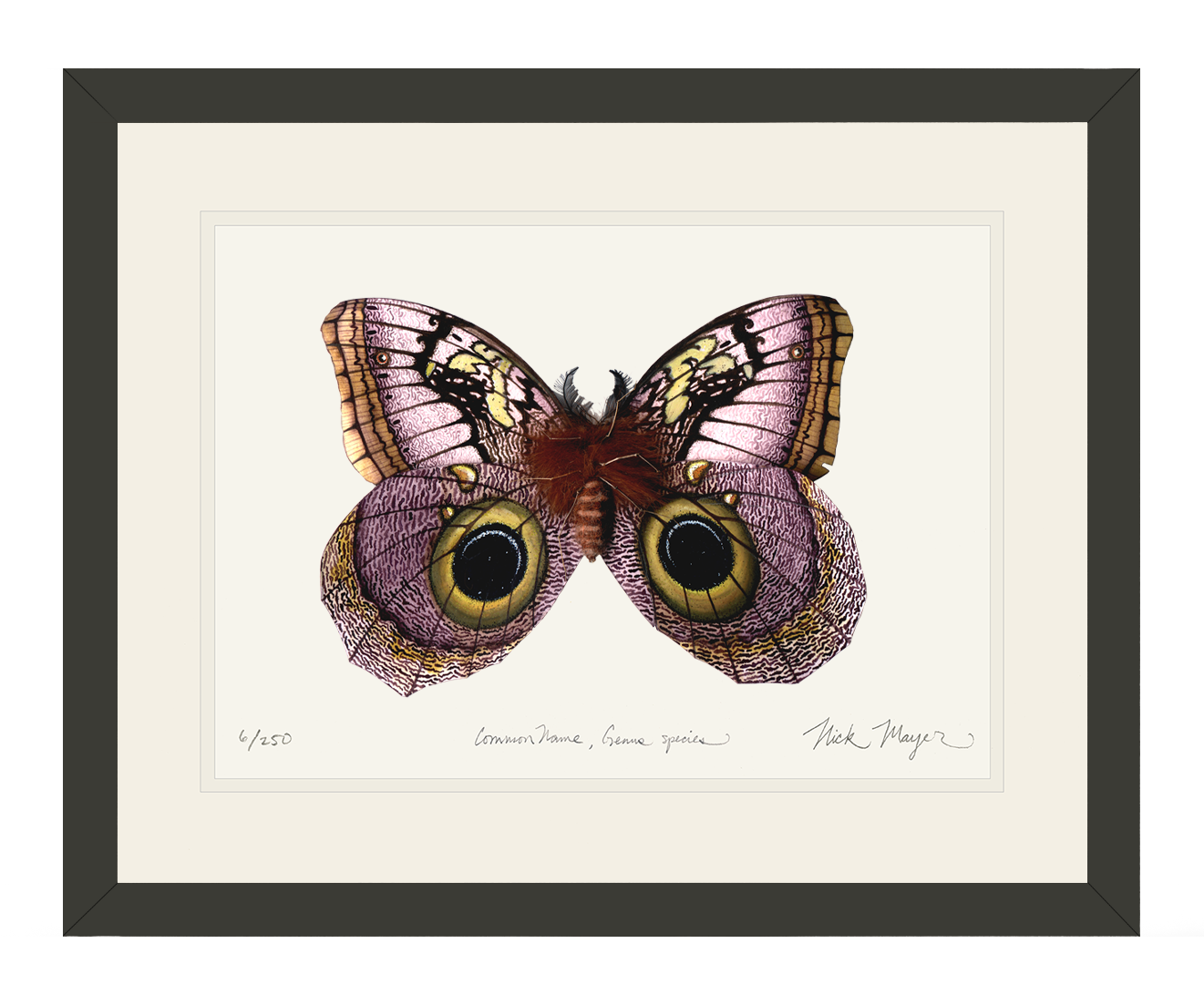 Owl Butterfly I Limited Edition Print