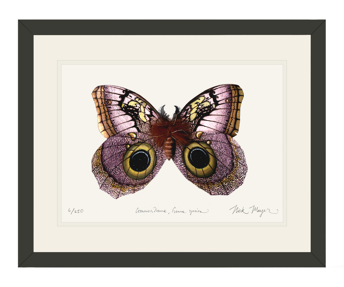 Owl Butterfly I Print