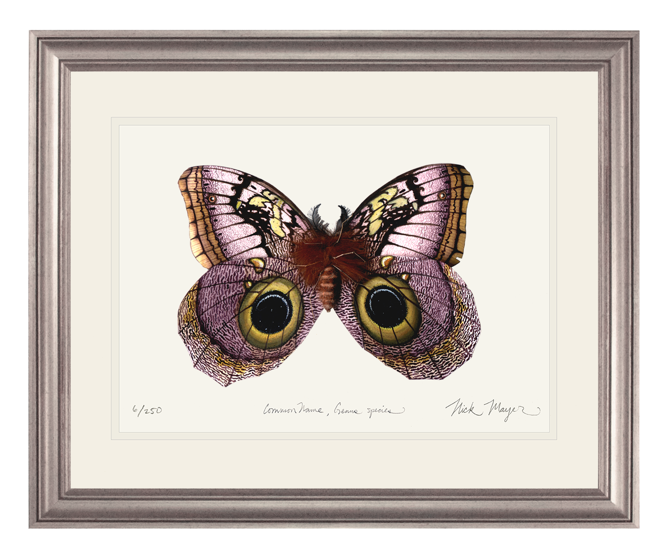 Owl Butterfly I Print