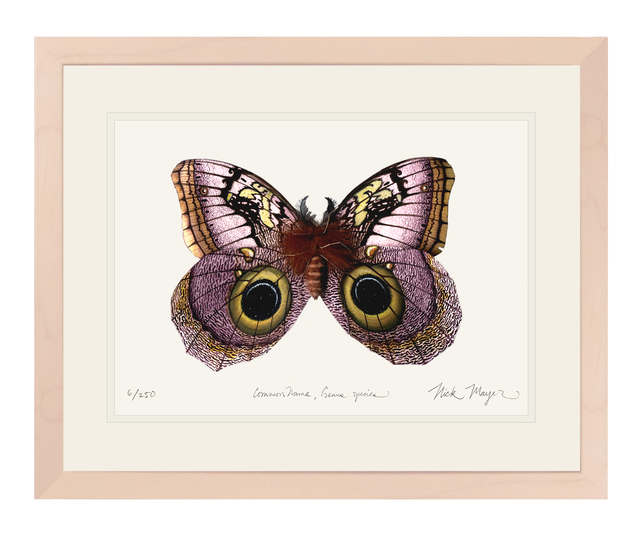 Owl Butterfly I Limited Edition Print