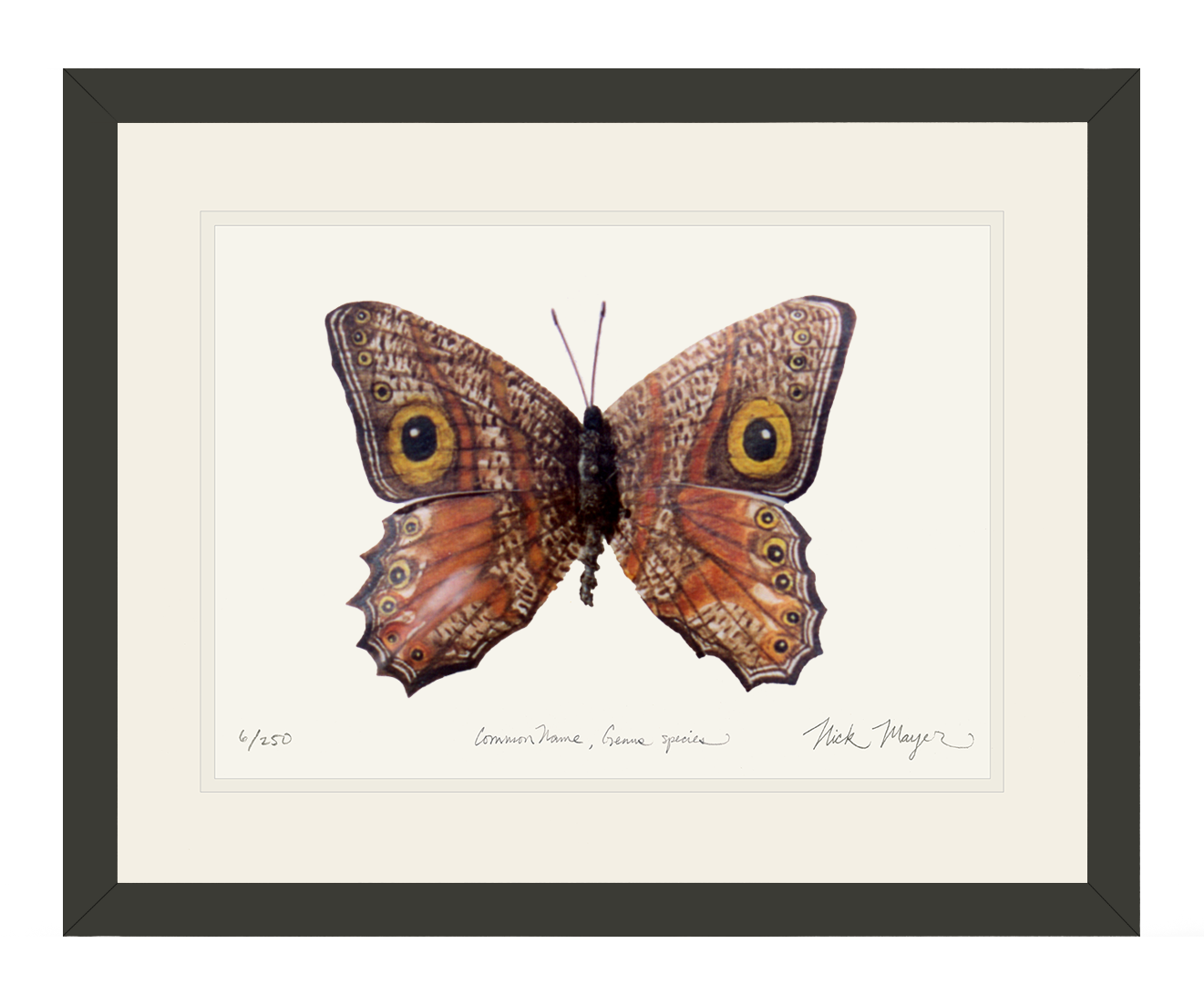 Owl Butterfly II Print