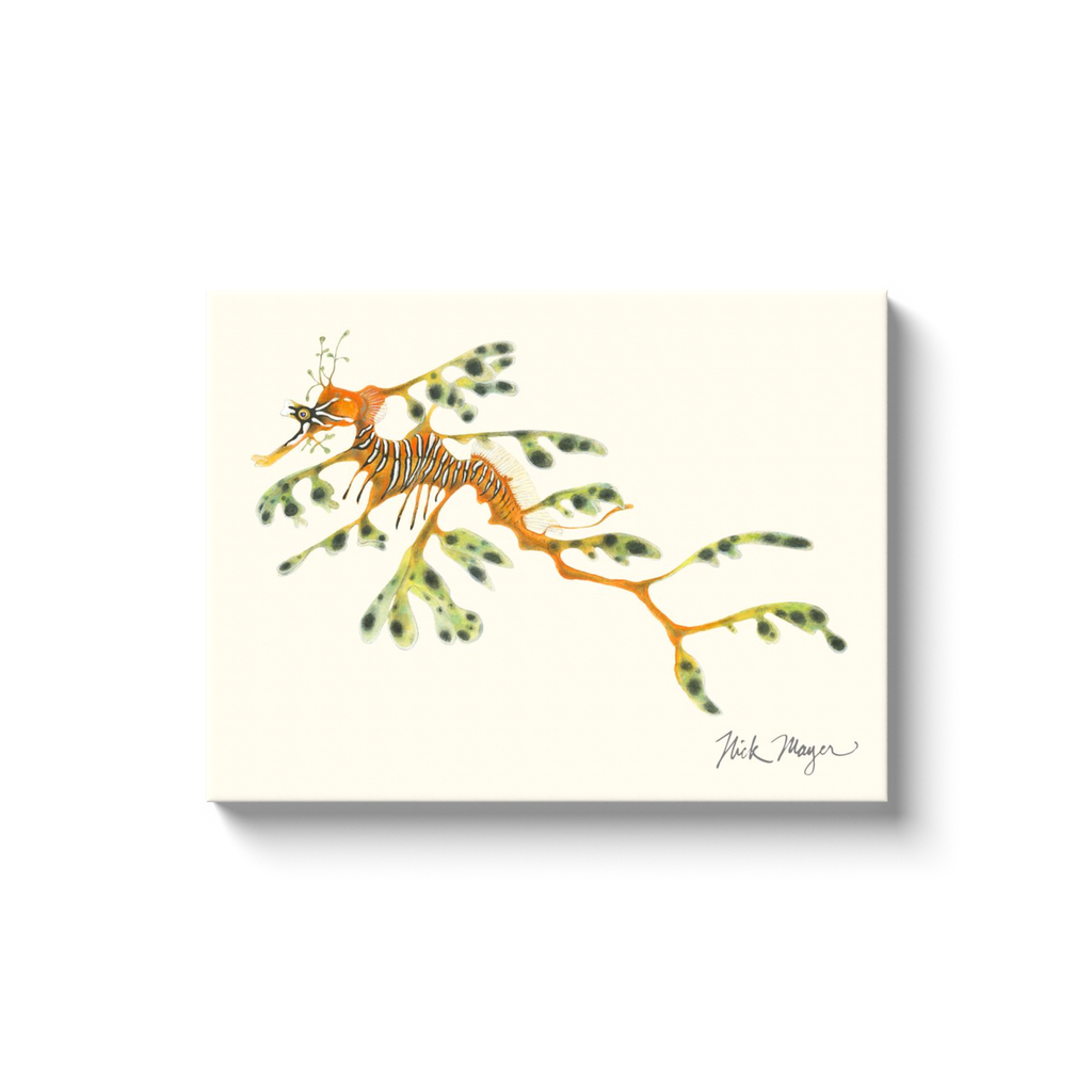 Leafy Seadragon Canvas Print