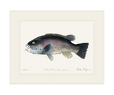 Tautog/ Blackfish Print
