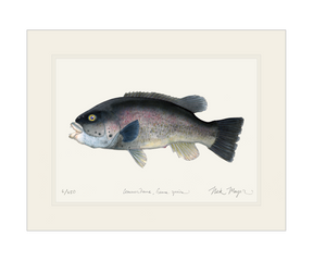 Tautog/ Blackfish Print