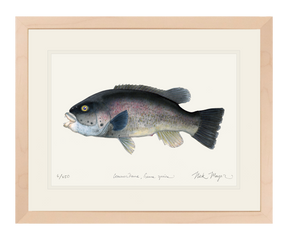Tautog/ Blackfish Print