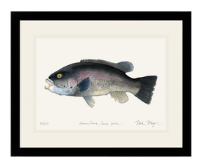 Tautog/ Blackfish Print