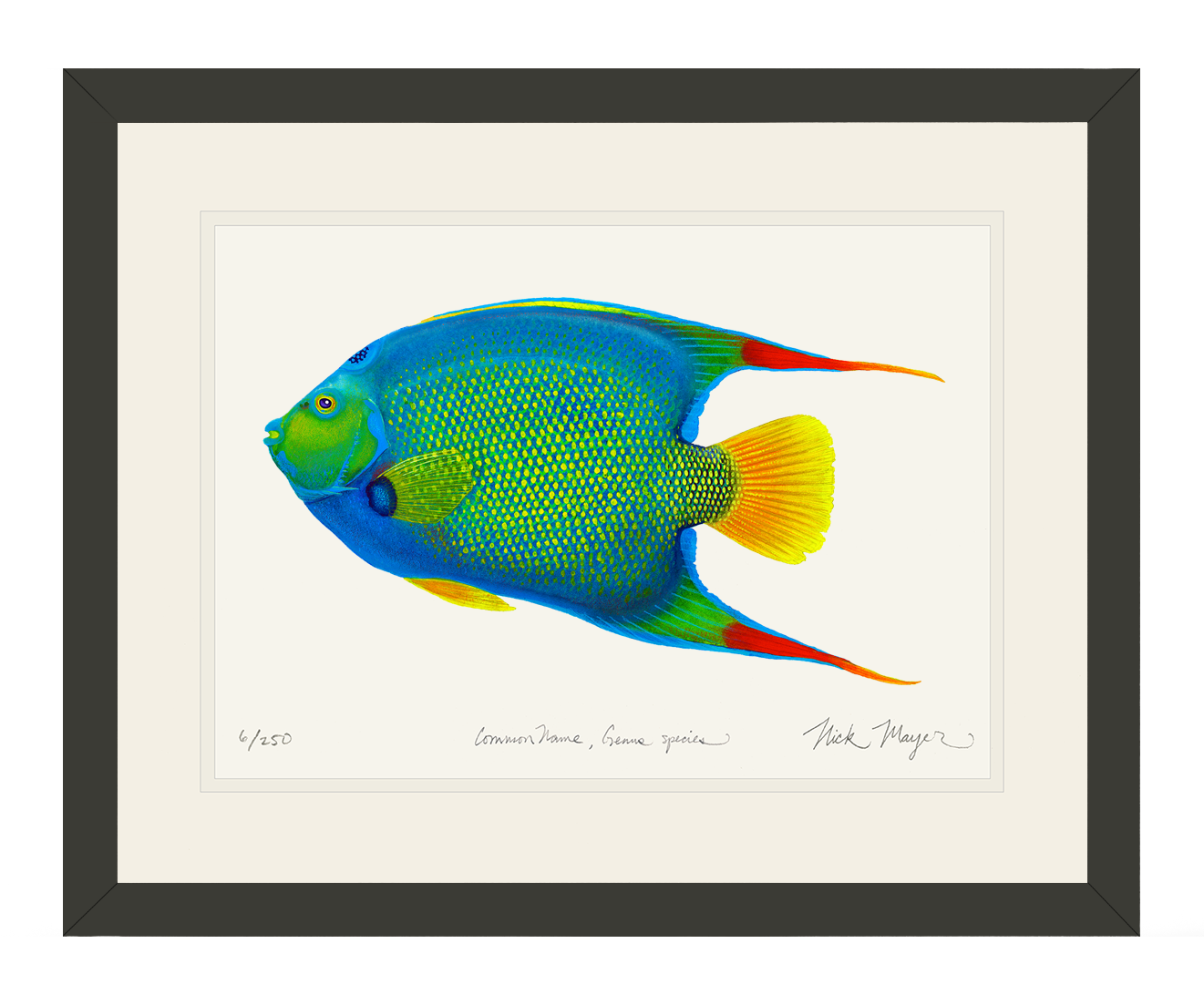 Queen Angelfish Limited Edition Print