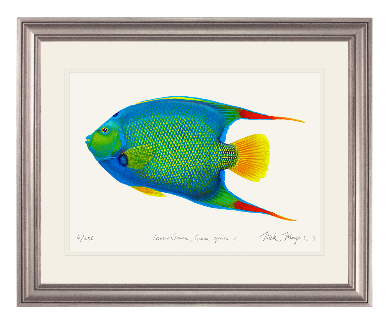 Queen Angelfish Limited Edition Print