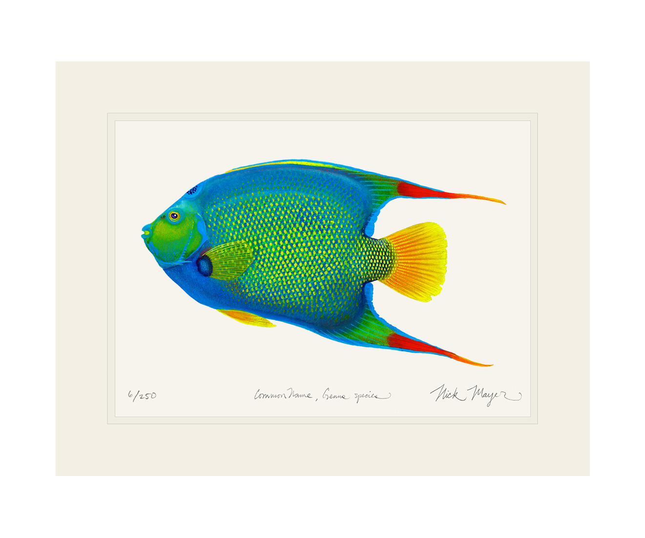 Queen Angelfish Limited Edition Print