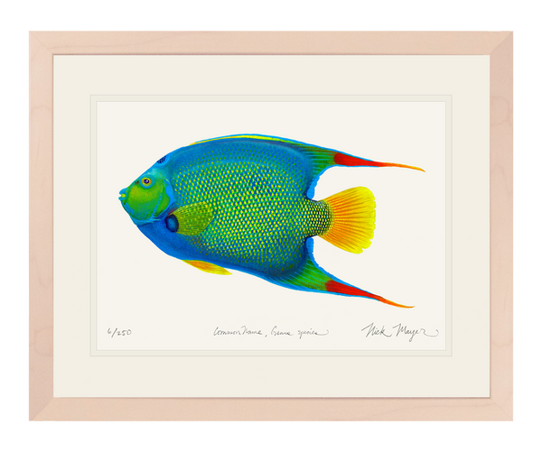 queen-angelfish-