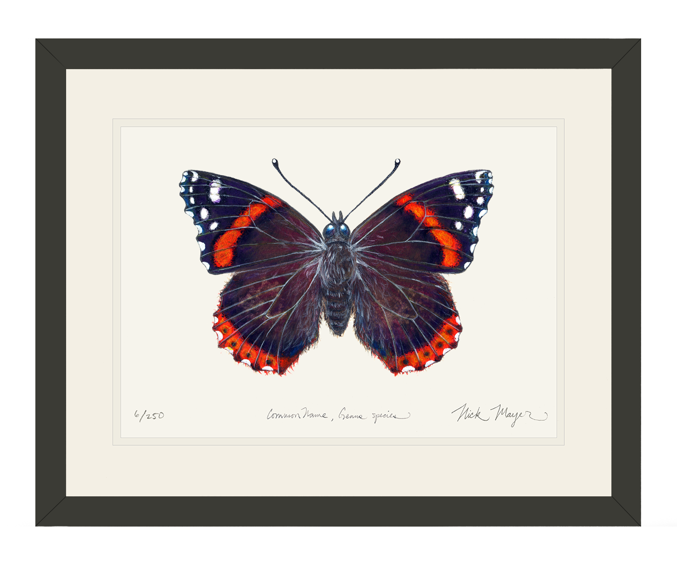 Red Admiral Butterfly Limited Edition Print