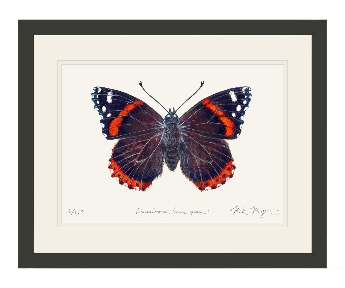Red Admiral Butterfly Print