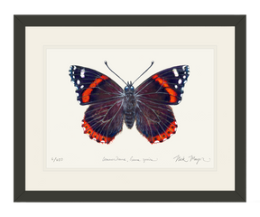 Red Admiral Butterfly Print