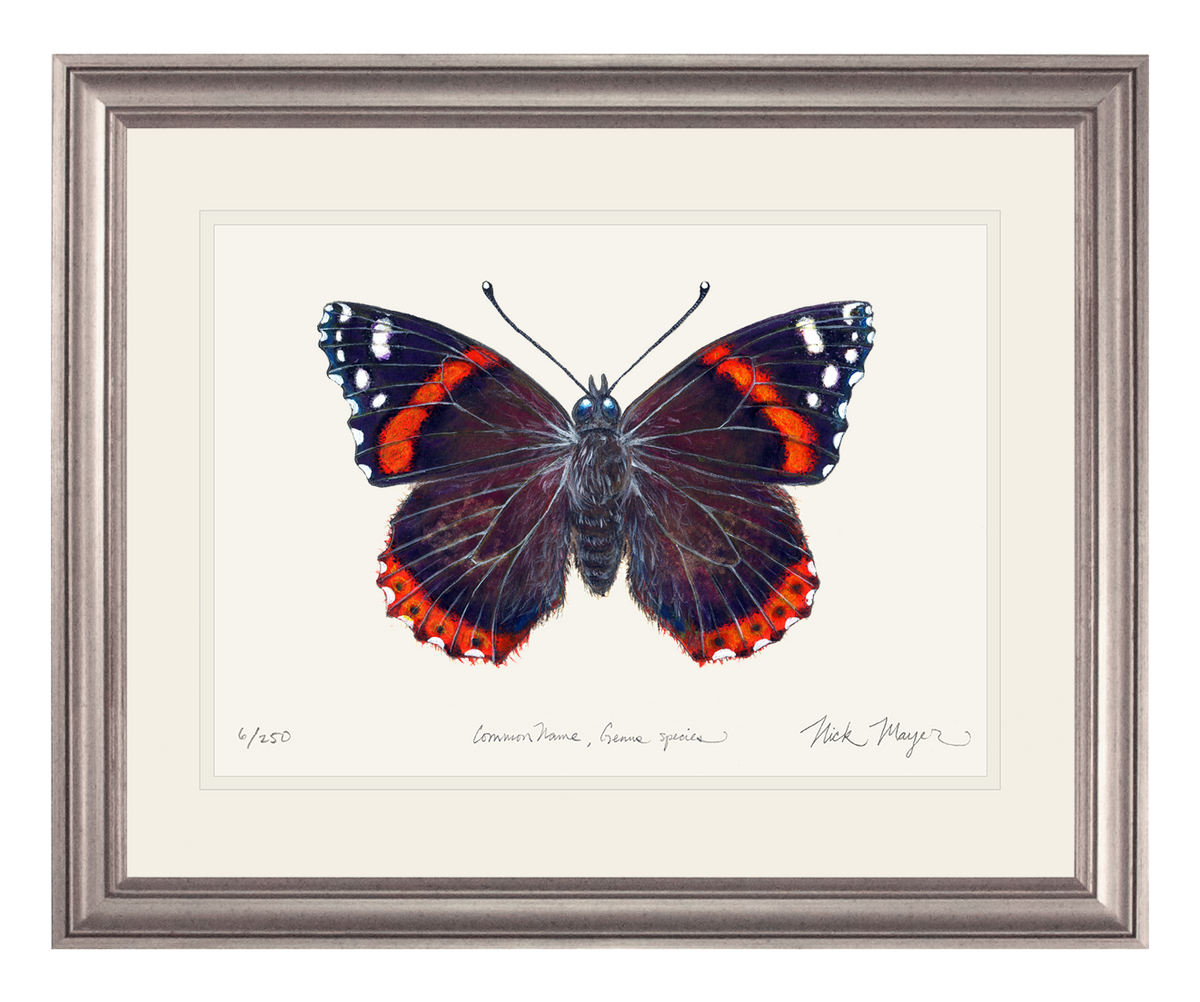 Red Admiral Butterfly Print