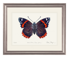 Red Admiral Butterfly Print