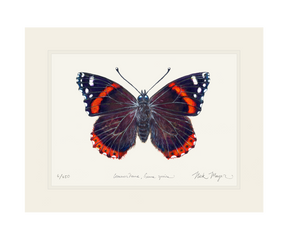 Red Admiral Butterfly Print