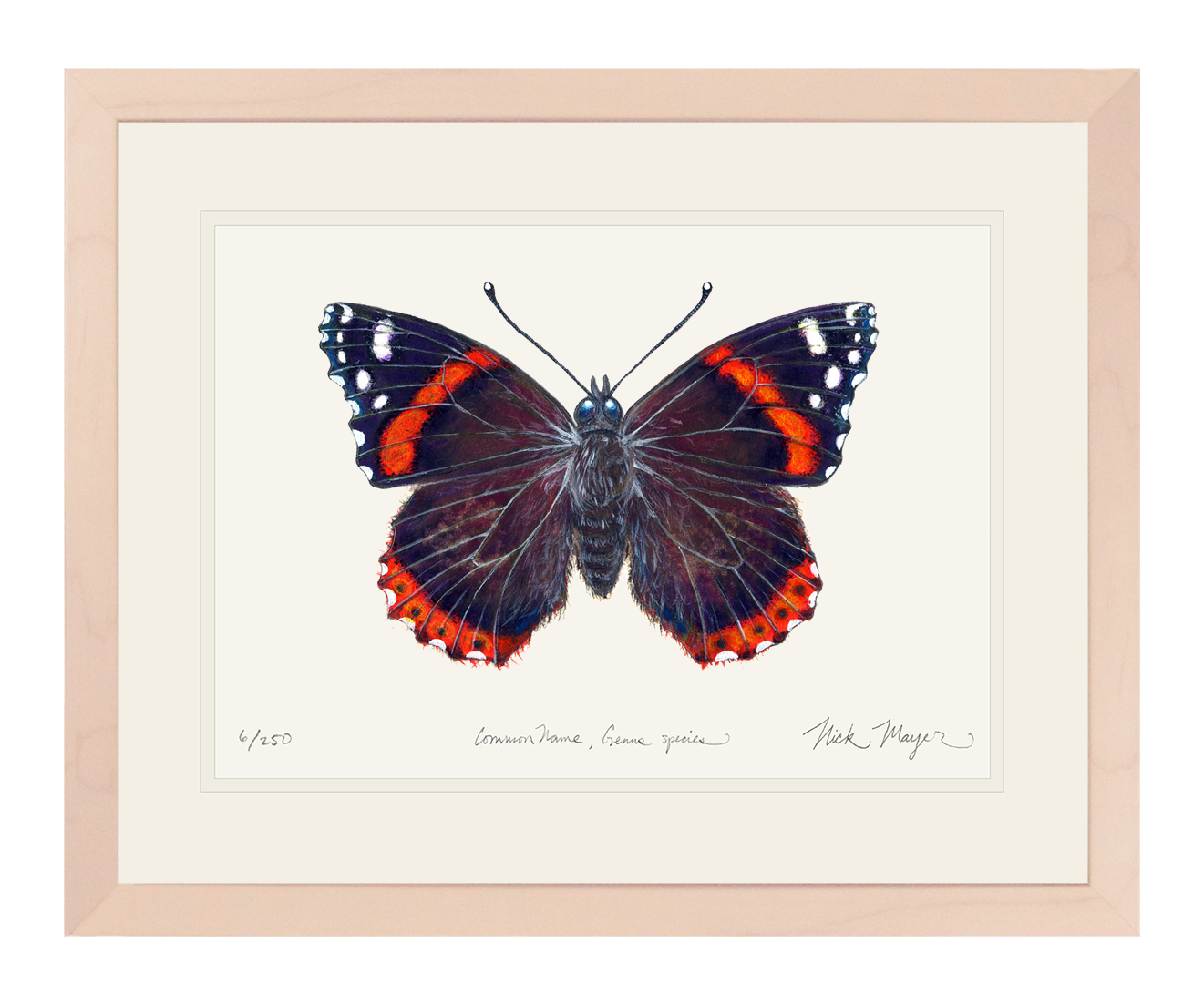 Red Admiral Butterfly Print