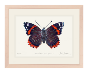 Red Admiral Butterfly Print
