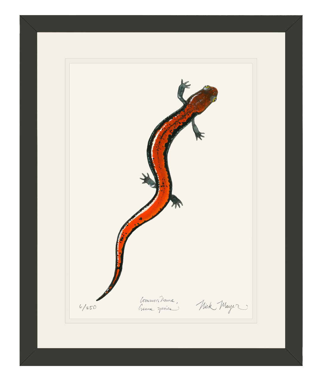 Red Backed Salamander Print