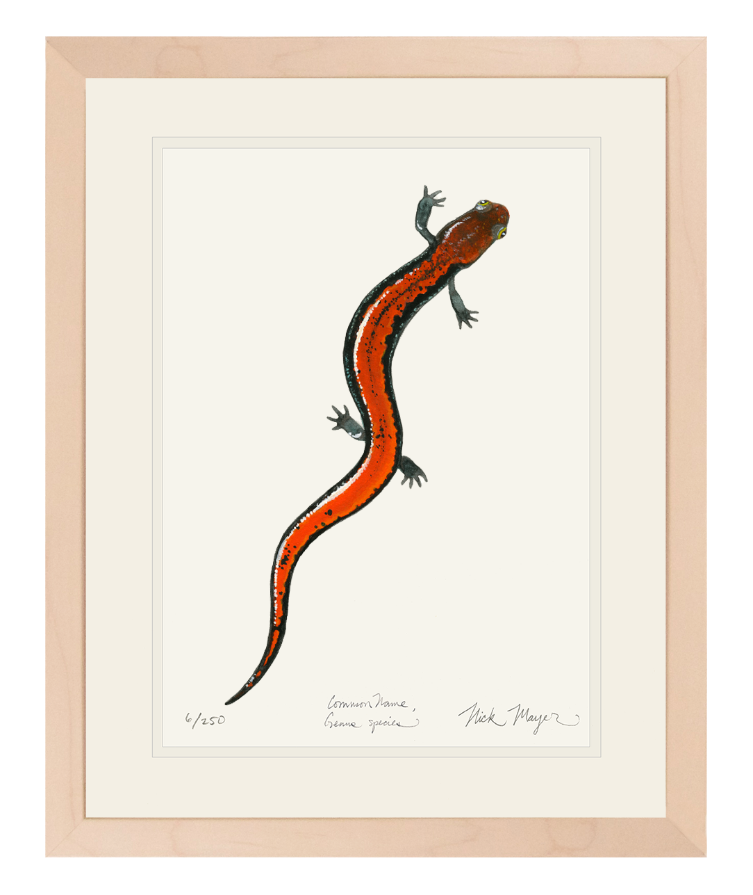 Red Backed Salamander Print