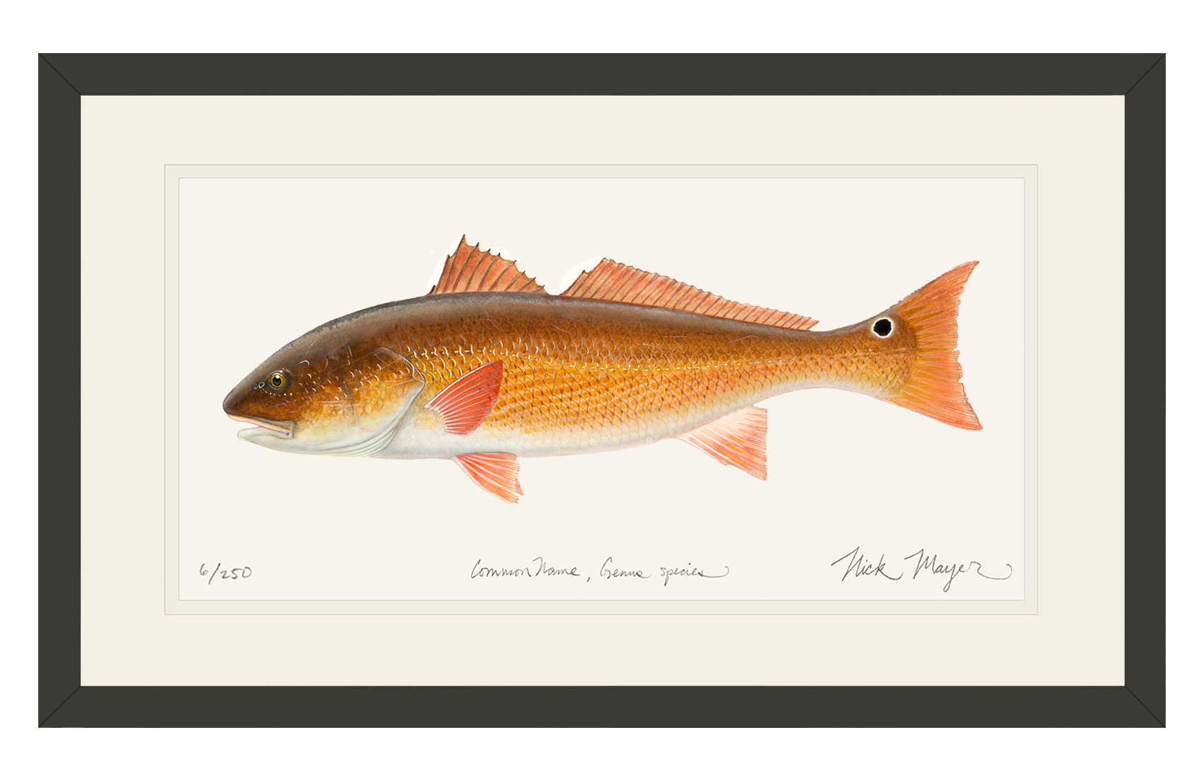 Redfish, 15 lbs. Limited Edition Print