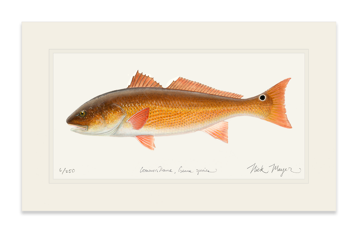 redfish-painting-uf.png?v=