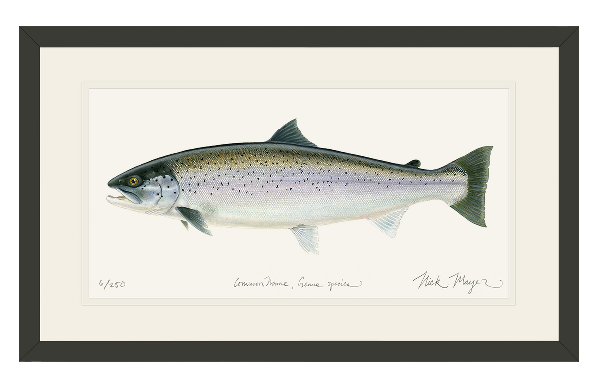 Sea Run Brown Trout Print