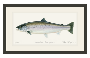 Sea Run Brown Trout Print