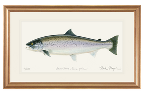 Sea Run Brown Trout Print