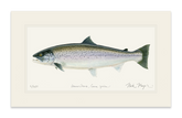 Sea Run Brown Trout Print