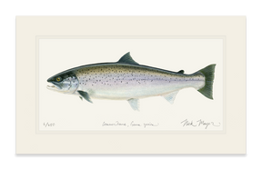 Sea Run Brown Trout Print